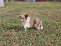 2597, a female Shetland Sheepdog for sale in Pomona, MO – Photo 3 of 10
