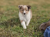 2597, a female Shetland Sheepdog for sale in Pomona, MO – Photo 6 of 10