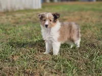 2597, a female Shetland Sheepdog for sale in Pomona, MO – Photo 5 of 10