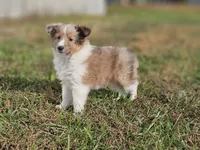 2597, a female Shetland Sheepdog for sale in Pomona, MO – Photo 8 of 10