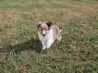 2597, a female Shetland Sheepdog for sale in Pomona, MO – Photo 9 of 10