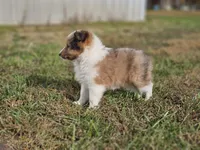 2597, a female Shetland Sheepdog for sale in Pomona, MO – Photo 2 of 10