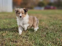 2597, a female Shetland Sheepdog for sale in Pomona, MO – Photo 4 of 10