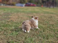 2597, a female Shetland Sheepdog for sale in Pomona, MO – Photo 10 of 10
