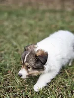 Sarah, a female Shetland Sheepdog for sale in Pomona, MO – Photo 10 of 10