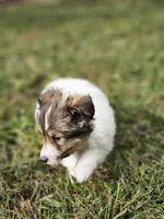 Sarah, a female Shetland Sheepdog for sale in Pomona, MO – Photo 2 of 10