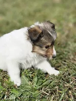 Sarah, a female Shetland Sheepdog for sale in Pomona, MO – Photo 9 of 10