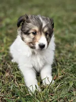 Sarah, a female Shetland Sheepdog for sale in Pomona, MO – Photo 5 of 10