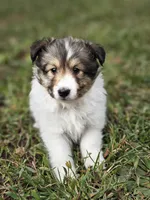 Sarah, a female Shetland Sheepdog for sale in Pomona, MO – Photo 4 of 10