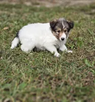 Sarah, a female Shetland Sheepdog for sale in Pomona, MO – Photo 6 of 10