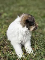 Sarah, a female Shetland Sheepdog for sale in Pomona, MO – Photo 8 of 10