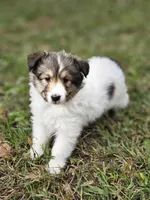 Sarah, a female Shetland Sheepdog for sale in Pomona, MO – Photo 1 of 10