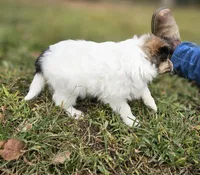 Sarah, a female Shetland Sheepdog for sale in Pomona, MO – Photo 7 of 10