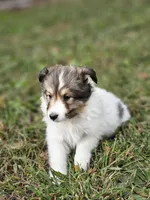 Sarah, a female Shetland Sheepdog for sale in Pomona, MO – Photo 3 of 10