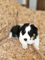 Brody, a male Shetland Sheepdog for sale in Pomona, MO – Photo 7 of 10