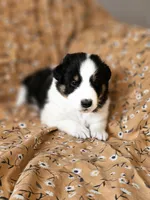 Brody, a male Shetland Sheepdog for sale in Pomona, MO – Photo 4 of 10