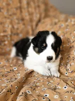 Brody, a male Shetland Sheepdog for sale in Pomona, MO – Photo 9 of 10