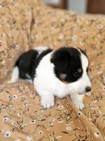 Brody, a male Shetland Sheepdog for sale in Pomona, MO – Photo 5 of 10