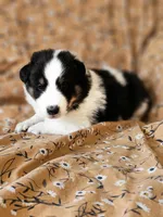 Brody, a male Shetland Sheepdog for sale in Pomona, MO – Photo 10 of 10