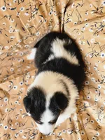 Brody, a male Shetland Sheepdog for sale in Pomona, MO – Photo 6 of 10