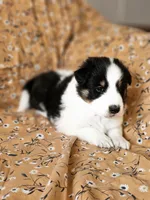 Brody, a male Shetland Sheepdog for sale in Pomona, MO – Photo 1 of 10