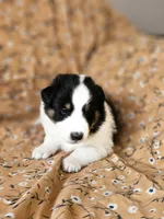 Brody, a male Shetland Sheepdog for sale in Pomona, MO – Photo 3 of 10