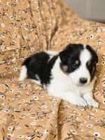 Brody, a male Shetland Sheepdog for sale in Pomona, MO – Photo 8 of 10