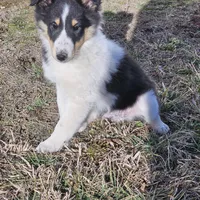 2594 IZ, a male Shetland Sheepdog for sale in Pomona, MO – Photo 8 of 8