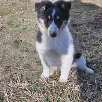 2594 IZ, a male Shetland Sheepdog for sale in Pomona, MO – Photo 6 of 8