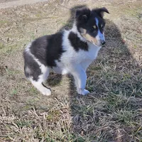 2594 IZ, a male Shetland Sheepdog for sale in Pomona, MO – Photo 7 of 8