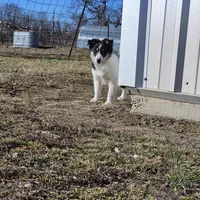 2594 IZ, a male Shetland Sheepdog for sale in Pomona, MO – Photo 3 of 8
