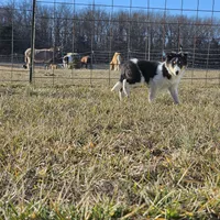 2594 IZ, a male Shetland Sheepdog for sale in Pomona, MO – Photo 2 of 8