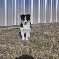 2594 IZ, a male Shetland Sheepdog for sale in Pomona, MO – Photo 1 of 8