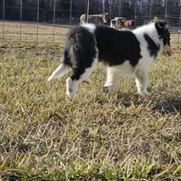 2594 IZ, a male Shetland Sheepdog for sale in Pomona, MO – Photo 4 of 8