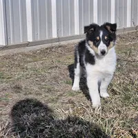 2594 IZ, a male Shetland Sheepdog for sale in Pomona, MO – Photo 5 of 8