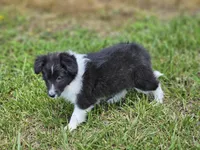 Balieze, a female Shetland Sheepdog for sale in Pomona, MO – Photo 9 of 10