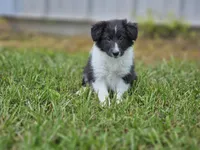 Balieze, a female Shetland Sheepdog for sale in Pomona, MO – Photo 1 of 10