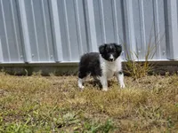 Balieze, a female Shetland Sheepdog for sale in Pomona, MO – Photo 4 of 10