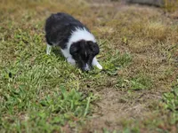 Balieze, a female Shetland Sheepdog for sale in Pomona, MO – Photo 8 of 10