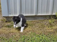 Balieze, a female Shetland Sheepdog for sale in Pomona, MO – Photo 5 of 10