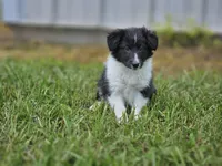 Balieze, a female Shetland Sheepdog for sale in Pomona, MO – Photo 2 of 10