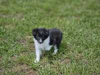 Balieze, a female Shetland Sheepdog for sale in Pomona, MO – Photo 7 of 10