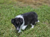 Balieze, a female Shetland Sheepdog for sale in Pomona, MO – Photo 10 of 10