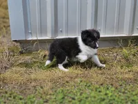 Balieze, a female Shetland Sheepdog for sale in Pomona, MO – Photo 6 of 10