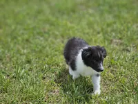 Balieze, a female Shetland Sheepdog for sale in Pomona, MO – Photo 3 of 10
