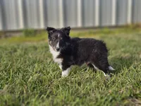 Amos 3519, a male Shetland Sheepdog for sale in Pomona, MO – Photo 1 of 10