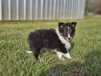 Amos 3519, a male Shetland Sheepdog for sale in Pomona, MO – Photo 4 of 10