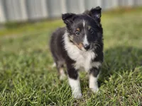 Amos 3519, a male Shetland Sheepdog for sale in Pomona, MO – Photo 3 of 10