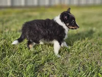 Amos 3519, a male Shetland Sheepdog for sale in Pomona, MO – Photo 7 of 10