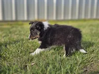 Amos 3519, a male Shetland Sheepdog for sale in Pomona, MO – Photo 9 of 10